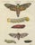 Paper Bertuch, Hawk Moth Life Cycle, 1810, Engravings, Set of 2 For Sale - Image 7 of 14