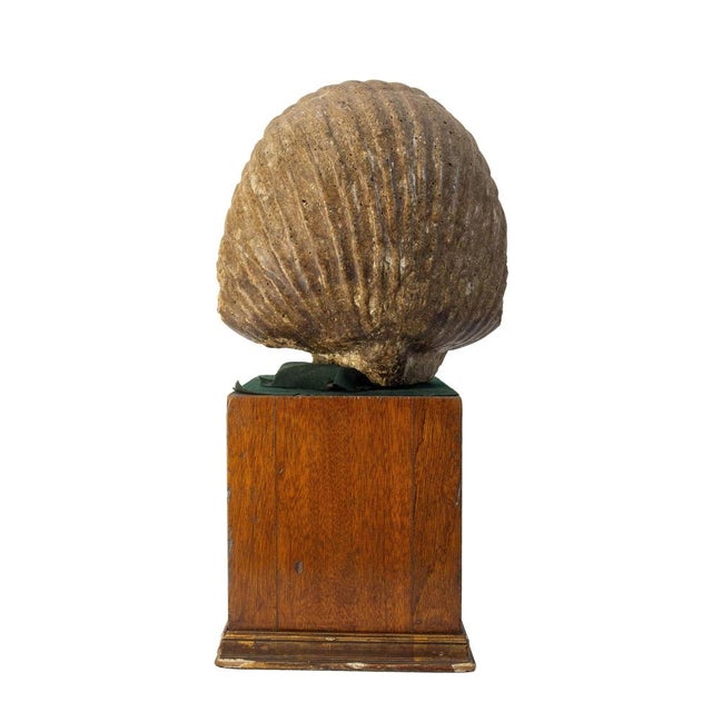 Wood Egyptian Cement Pharaoh Bust Statue on Pedestal, Late 19th Century For Sale - Image 7 of 10