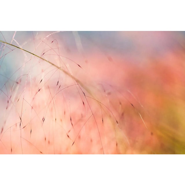 'In the Pink' Set of Botanical Photographs, Series of Four 45 X 30" Fine Art Photography Prints For Sale - Image 4 of 15