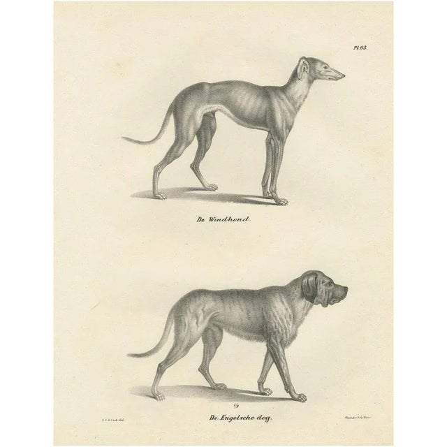 Greyhound and English Mastiff in Detail, 1836, Lithograph For Sale - Image 11 of 11