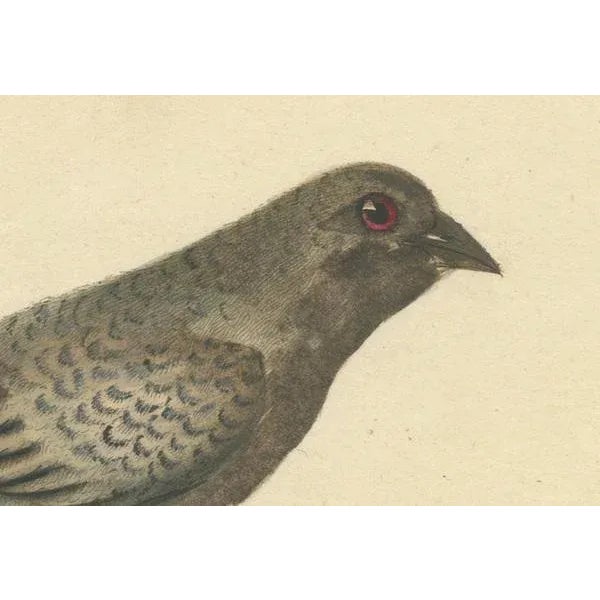 Hayes, Female Black-Faced Bunting, 1794, Print For Sale - Image 3 of 7