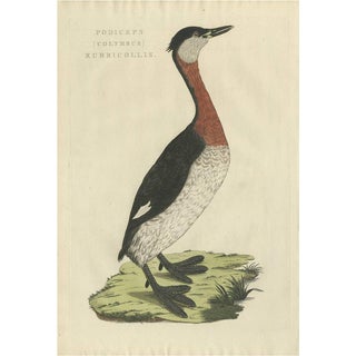 Sepp & Nozeman, Bird Illustration of the Red-Necked Grebe, 1829, Print For Sale