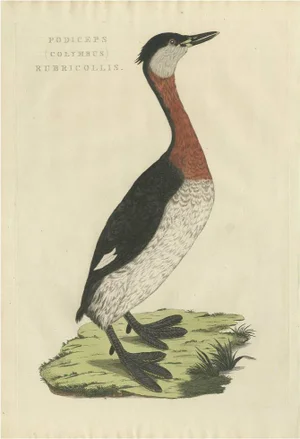 Sepp & Nozeman, Bird Illustration of the Red-Necked Grebe, 1829, Print
