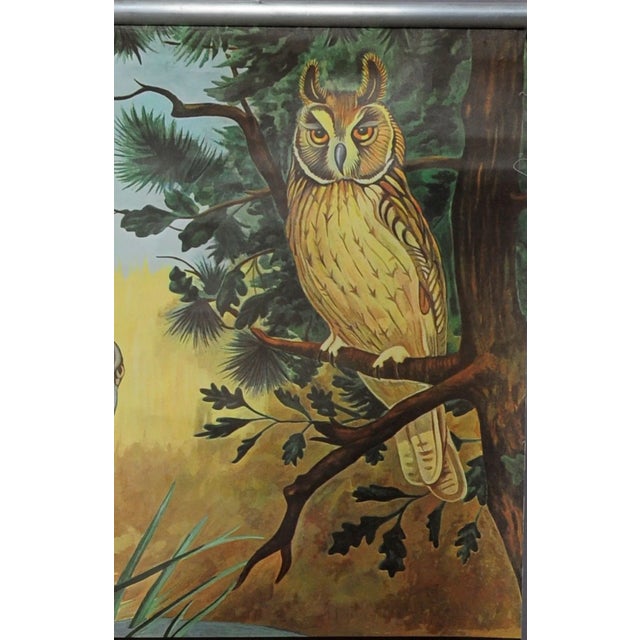 1960s Goshawk Buzzard Long-Eared Owl Rollable Wall Chart Poster by Jung Koch Quentell For Sale - Image 5 of 6