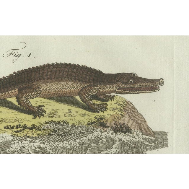 Bertuch, American Crocodile and Gharial, 1802, Engraving For Sale - Image 6 of 10