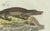 Bertuch, American Crocodile and Gharial, 1802, Engraving For Sale - Image 6 of 10