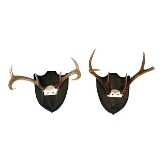 Trophy Antlers Mounted Shields - a Pair For Sale