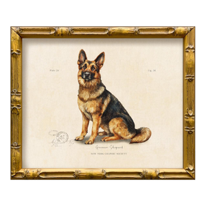 Reproduction Art Print of Vintage "World of Dogs" Illustration (German Shepard), Framed