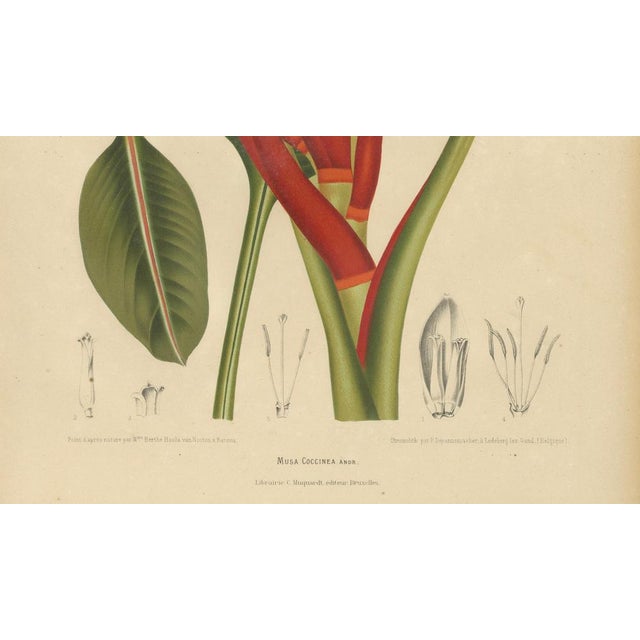 Sheep van Nooten, Red Heliconia Botanical, 1880, Chromolithograph For Sale - Image 6 of 9