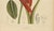 Sheep van Nooten, Red Heliconia Botanical, 1880, Chromolithograph For Sale - Image 6 of 9