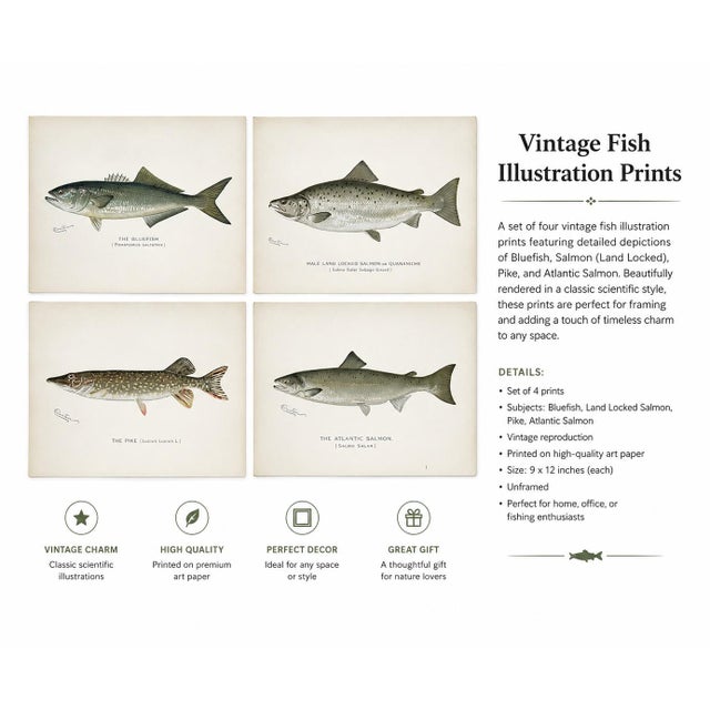 A beautiful set of four original late 19th-century fish illustrations featuring the Bluefish, Atlantic Salmon, Pike, and...