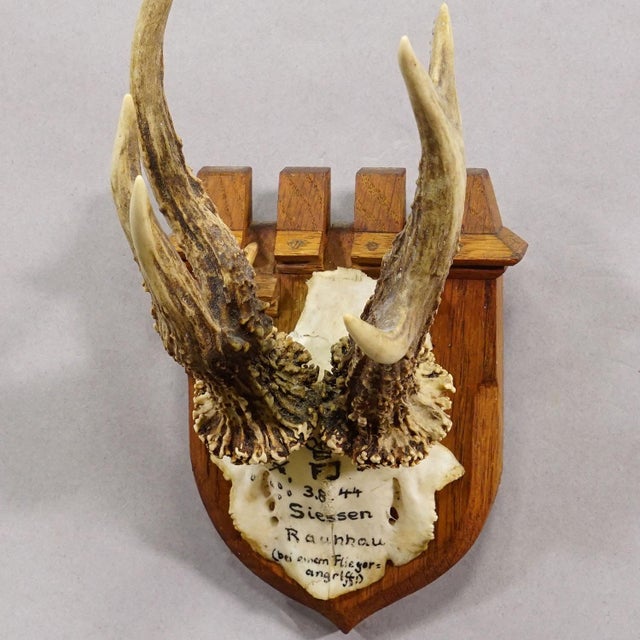 Vintage Red Deer Trophy by Franz Joseph, Prince of Thurn and Taxis, 1944 For Sale - Image 4 of 6