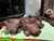 1970s 1970s Pair of Wooden Hand Carved Pig Catchalls For Sale - Image 5 of 11