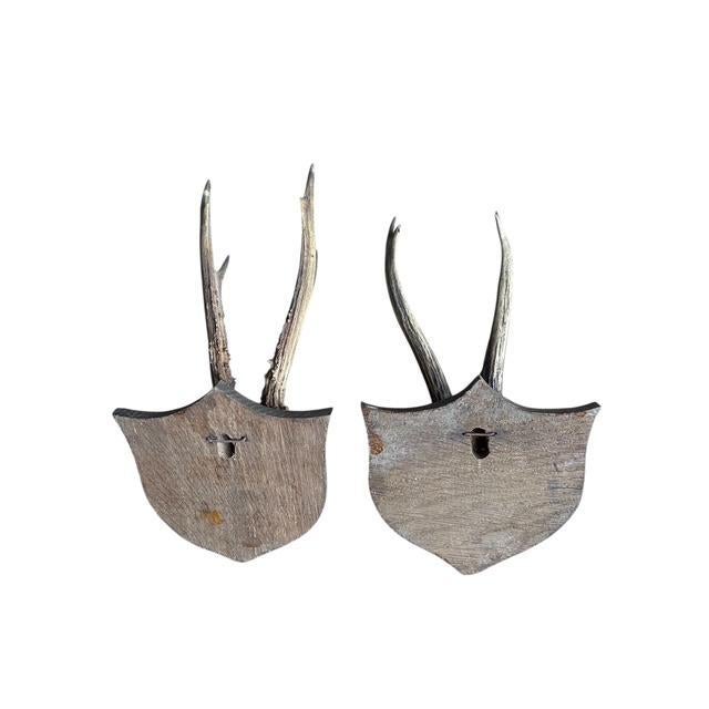 Wood Pair of Early 1900s Roe DeerTrophies 116 Black Forest Antlers For Sale - Image 7 of 7