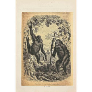 Paul Gervais, Orang-Outan, Original Lithograph, 1854 For Sale