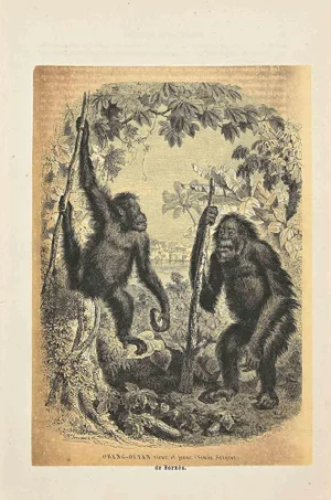 Paul Gervais, Orang-Outan, Original Lithograph, 1854