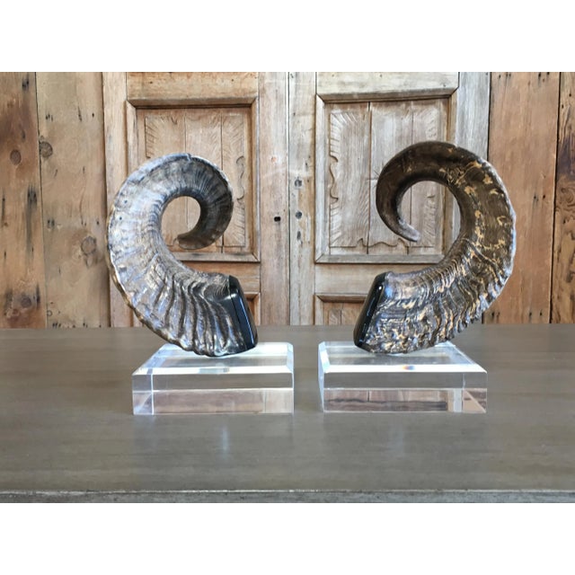 Faux Ram Horns. A unique decorative piece.