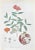 Lithograph hand watercolored. Belongs to the Series "Atlante di Botanica popolare ossia Illustrazione di Piante Notevoli...