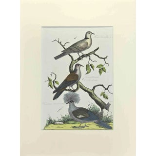 Johann Friedrich Naumann, Tourtorelle with Necklace, Etching, 1840 For Sale