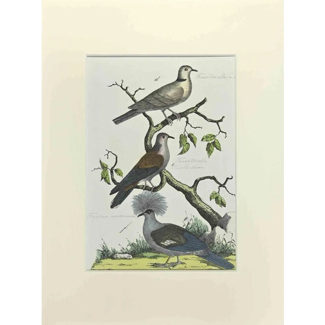 Johann Friedrich Naumann, Tourtorelle with Necklace, Etching, 1840 For Sale