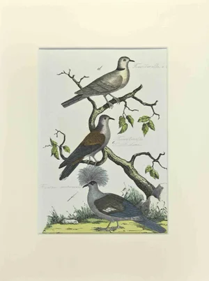 Johann Friedrich Naumann, Tourtorelle with Necklace, Etching, 1840
