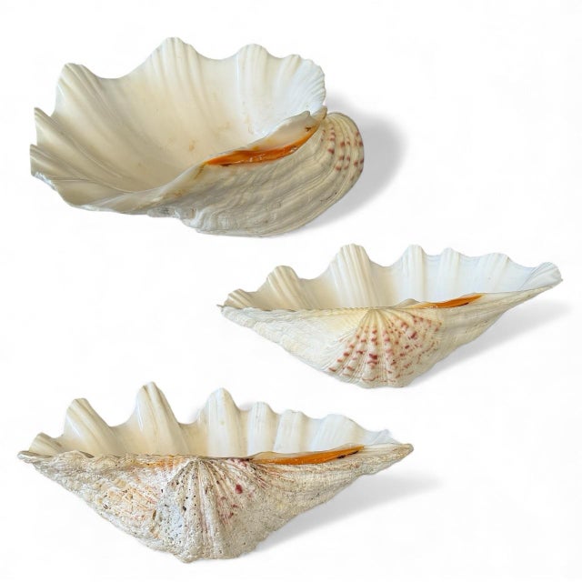 Organic Modern Coastal Clam Shell Vessel For Sale - Image 12 of 12