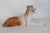 Royal Dux Porcelain Borzoi Hound Dog Czech Republic Figurine For Sale - Image 9 of 11