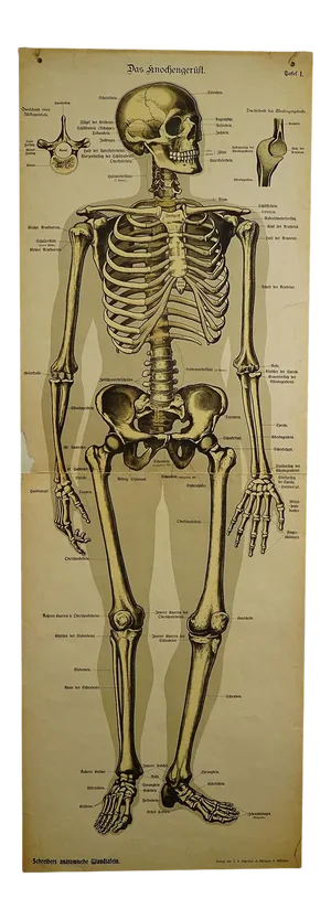 Antique Anatomical Wall Chart Depicting the Human Skeleton