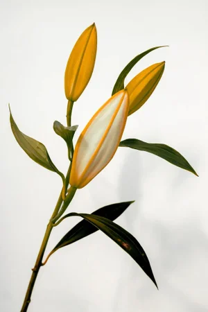 Guy Sargent, The Lilies II, Floral Photograph