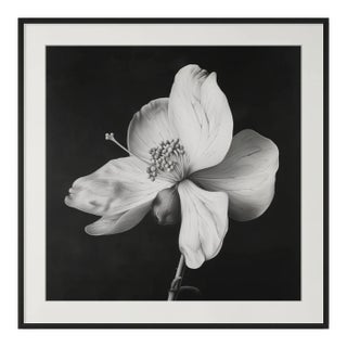 20" X 20" - 'Nutmeg Flower' - Black and White Botanical Photography Print For Sale