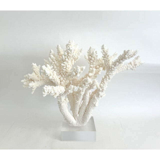 A stunning specimen of natural Branch Coral mounted on a 6" x 6" x 2" polished acrylic base. This piece has been cut and...