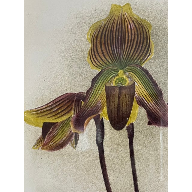 This is one of four Orchid Lithographs offered for sale which represent first edition lithographs (printed in color) from...