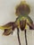 This is one of four Orchid Lithographs offered for sale which represent first edition lithographs (printed in color) from...