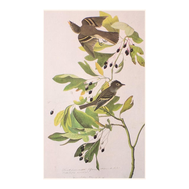 1966 Vintage Cottage Print "Green Crested Flycatcher" After John James Audubon For Sale