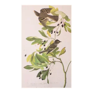 1966 Vintage Cottage Print "Green Crested Flycatcher" After John James Audubon