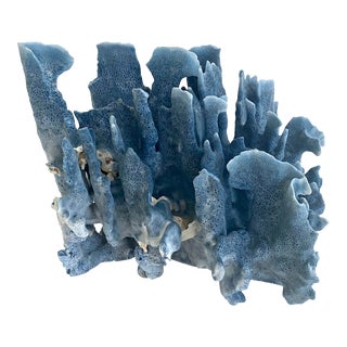 Natural Blue Coral Specimen For Sale