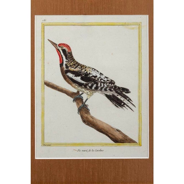 Late 18th Century Birds: Antique Copperplate Engravings of by François Martinet - Set of Four For Sale - Image 5 of 14