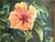 Boho Chic Original Signed and Framed Painting on Canvas 'Pretty Hibiscus' For Sale - Image 3 of 14