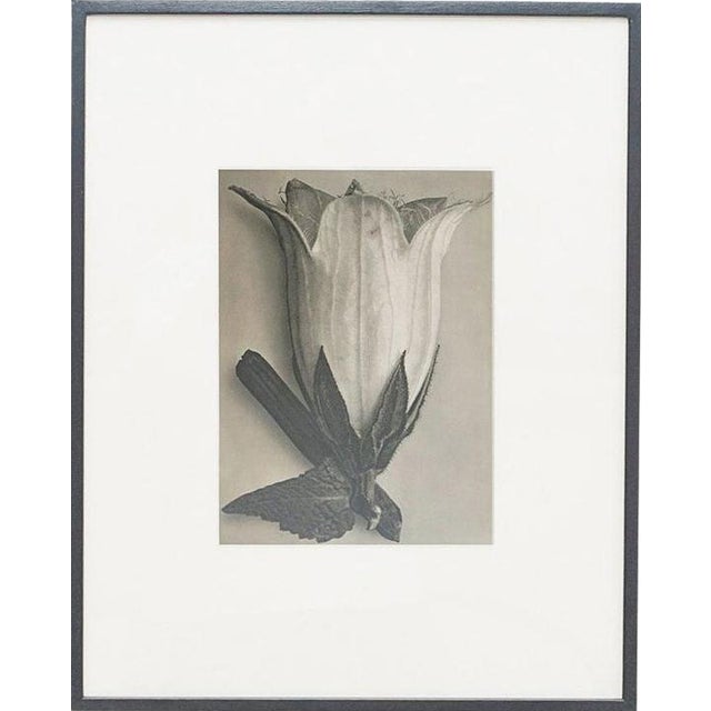 Karl Blossfeldt, Black and White Botanical Image, 1942, Photogravure, Framed For Sale
