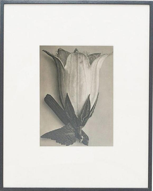 Karl Blossfeldt, Black and White Botanical Image, 1942, Photogravure, Framed