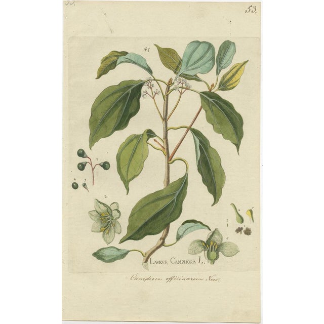 Set of 2 original antique botany prints from the work 'Botanica Pharmaceutica exhibens plantas officinalis quarum nomina...