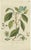 Set of 2 original antique botany prints from the work 'Botanica Pharmaceutica exhibens plantas officinalis quarum nomina...