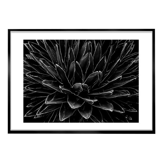 Ian Sanderson, Cactus, 1989, Archival Pigment Print For Sale