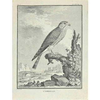 Carl Guttenberg, L'Emerillon, Etching, 1771 For Sale