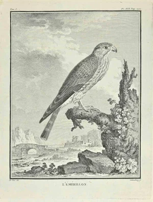 Carl Guttenberg, L'Emerillon, Etching, 1771