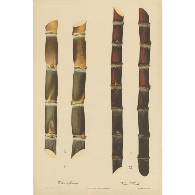 Antique sugarcane chromolithograph, teboe rapooh and teboe merah, 1892 this large chromolithographic plate illustrates two...