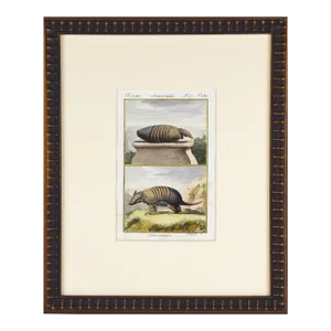 19th Century Hand Colored Armadillo Print by Buffon