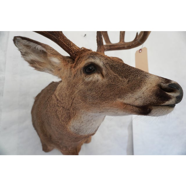 White Tail Deer Head & Shoulder Mount For Sale - Image 10 of 18