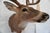 White Tail Deer Head & Shoulder Mount For Sale - Image 10 of 18