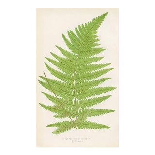 1870s, Neat Polypody Fern Print, Original Antique Fern Print, Color Engraving, England For Sale